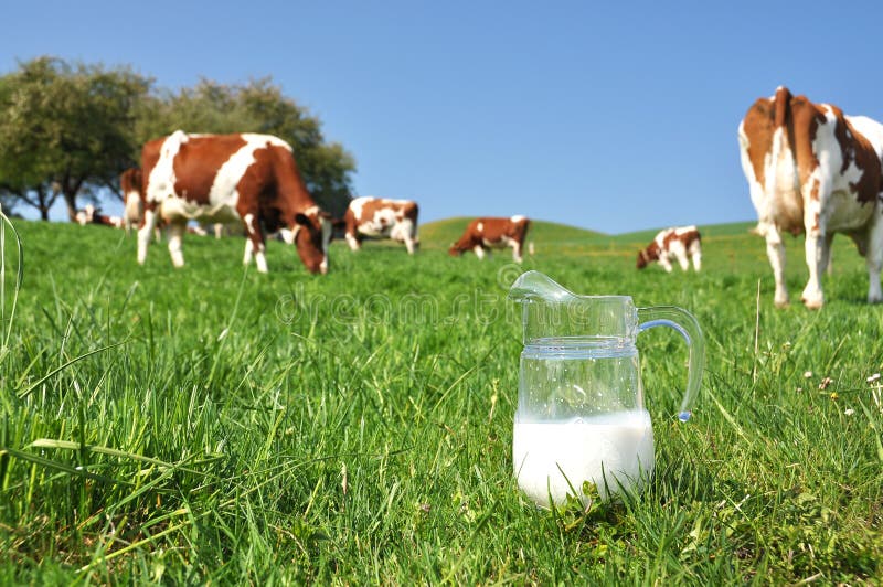 Молоко против табуна коров. Зона Эмменталя, Швейцария стоковое фото rf