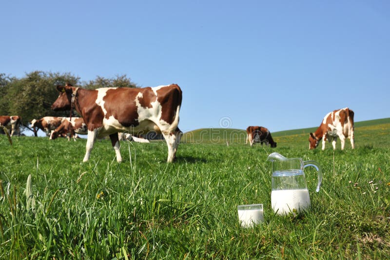 Звуки стадо коров. Корова с кувшином молока картинка.