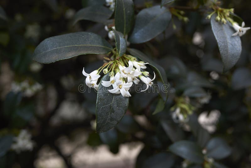 Османтус Бурквуда Osmanthus