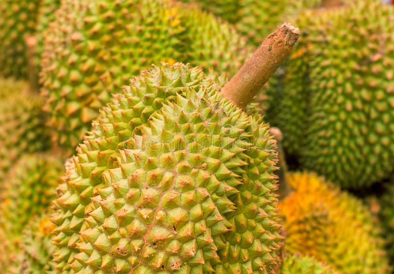 Плод с дурным запахом. Studio Durian.
