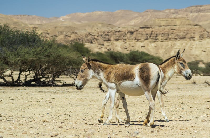 Дикий осел средней центральной азии. Equus hemionus kulan. Пес Кулана. Кулан фото. Дикие ослы (куланы) где обитает карта Китая.