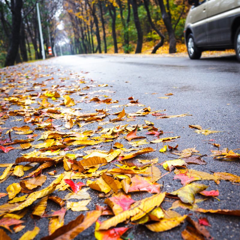 Maple Leaf on asphalt stock image. Image of season, vibrant - 63091439