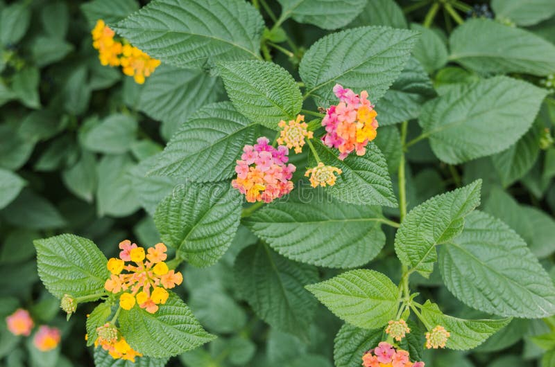 Lantana trifolia