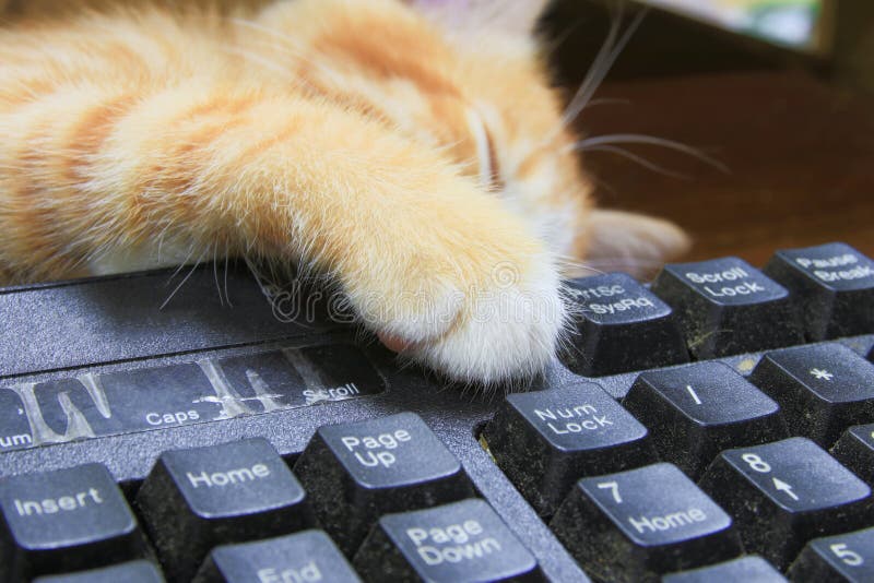 Ответы Mail.ru: Почему котикам компьютеры не нравятся?
