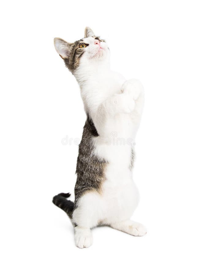 Kitten standing. Кот стоит в позе Креста. Котик на лапках стоя п. Фото кошек маленьких стоячих на лапках. Котики на лапках стоят