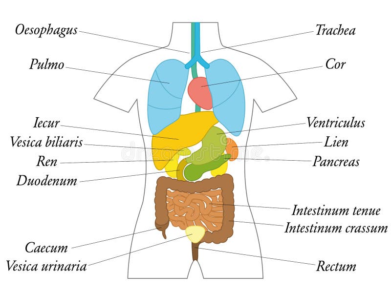 Органы Человека Схема Фото