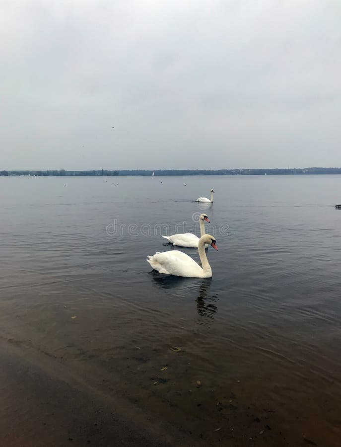 Лебеди Осенью Фото