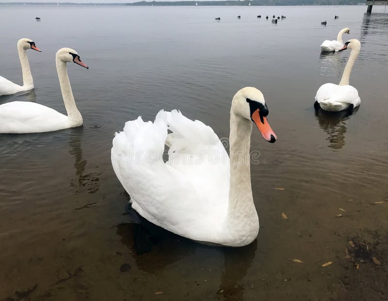 Лебеди Осенью Фото