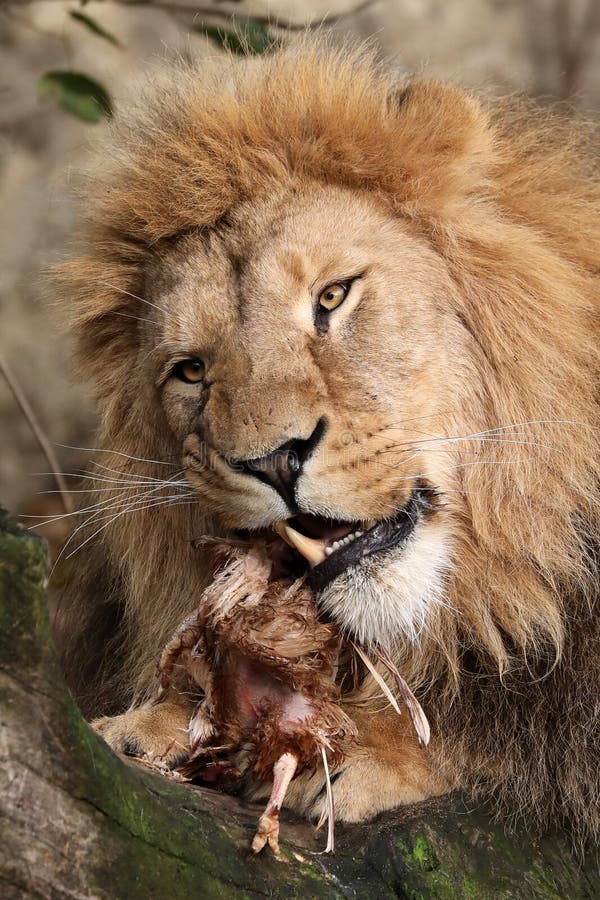 Lion Eating in the Kruger National Park Stock Photo - Image of nature, closeup: