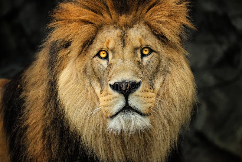 Будь сильным как лев. Берберский Лев фото. Детали Льва. Берберских Львов.