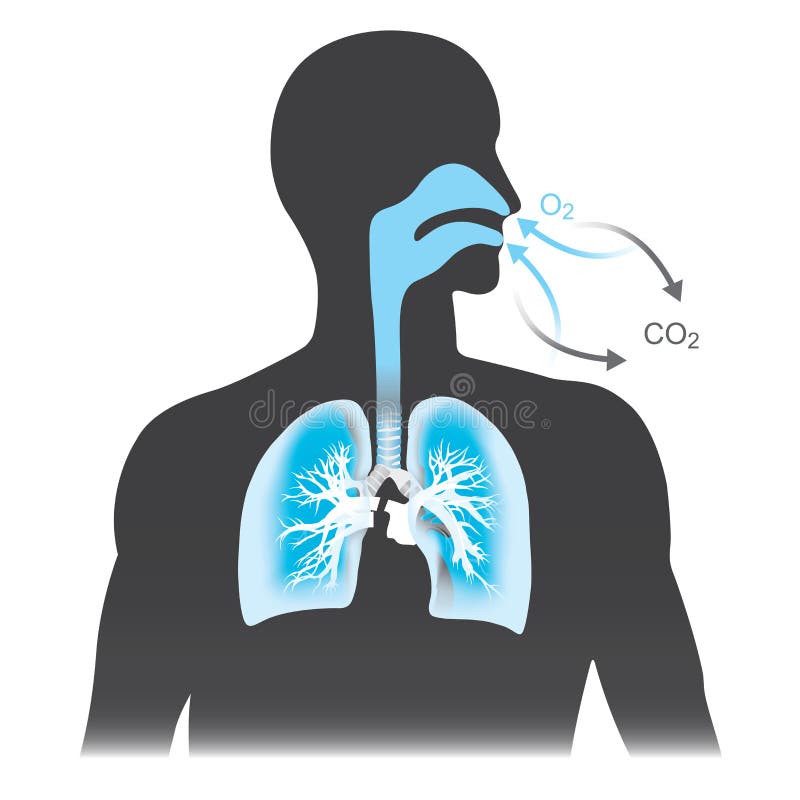 При дыхании человек выдыхает углекислый газ. Человек дышит. Дыхание человека. Легкие воздух.