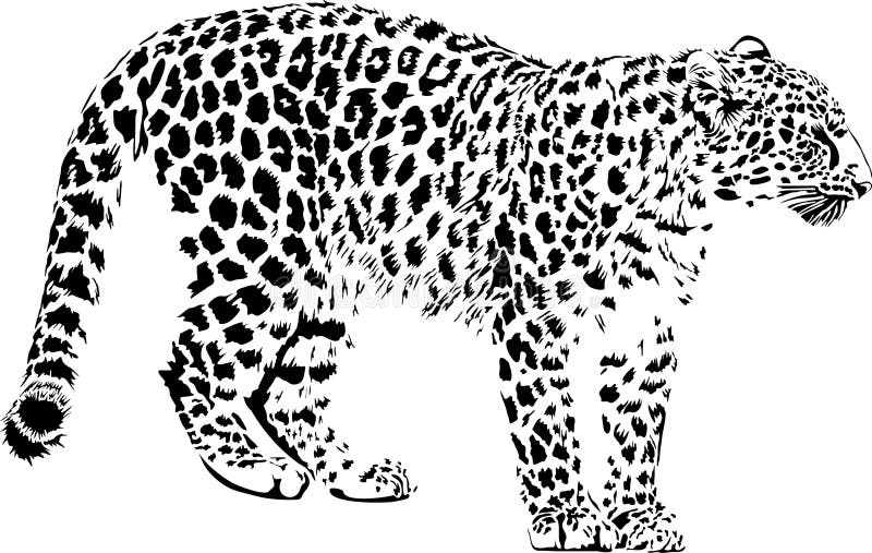 Леопард иллюстрация вектора. иллюстрации насчитывающей королевско -  166636692