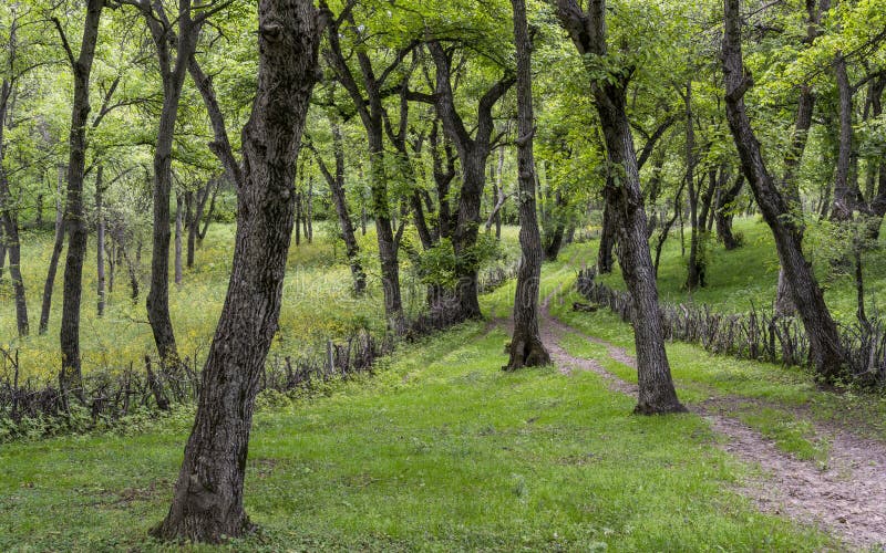 Ореховый лес в киргизии