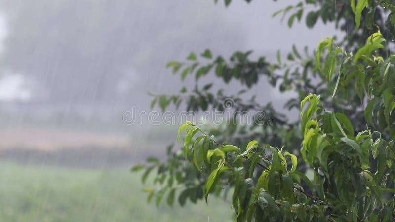 летний дождь в саду. сильный дождь летом зеленые деревья на размытом фоне  сгибаются от порывов ветра во время грозы сток-видео - Видео насчитывающей  зеленый, облако: 224646803