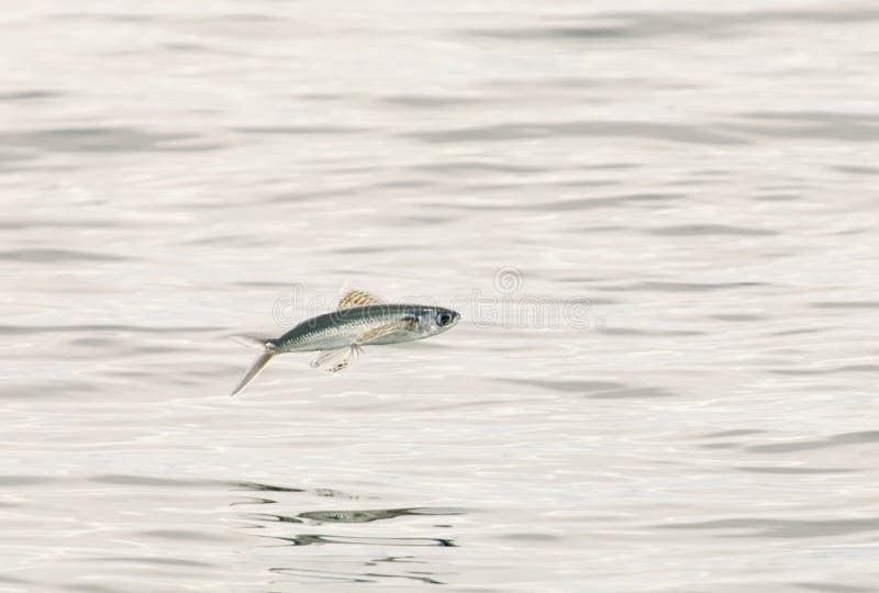 Летучая Рыба Фото