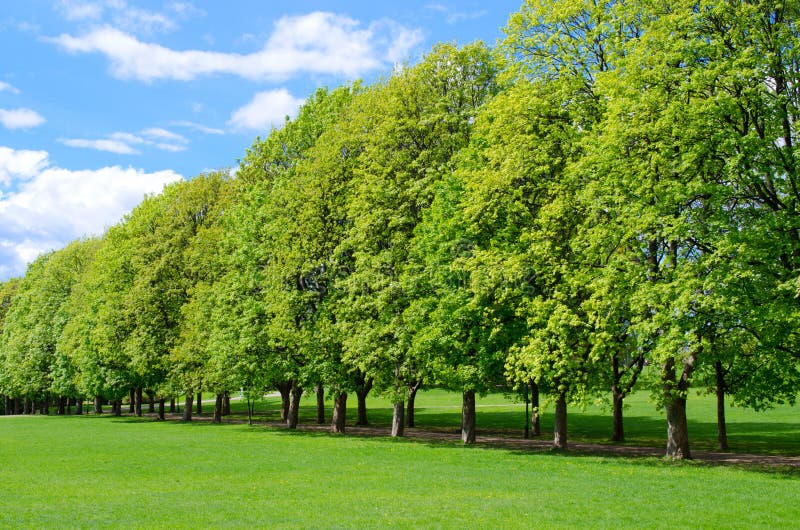 Tree line. Деревья в ряд. Деревья в Осло. Выстроенные в ряд деревья. Деревья в ряд фото.