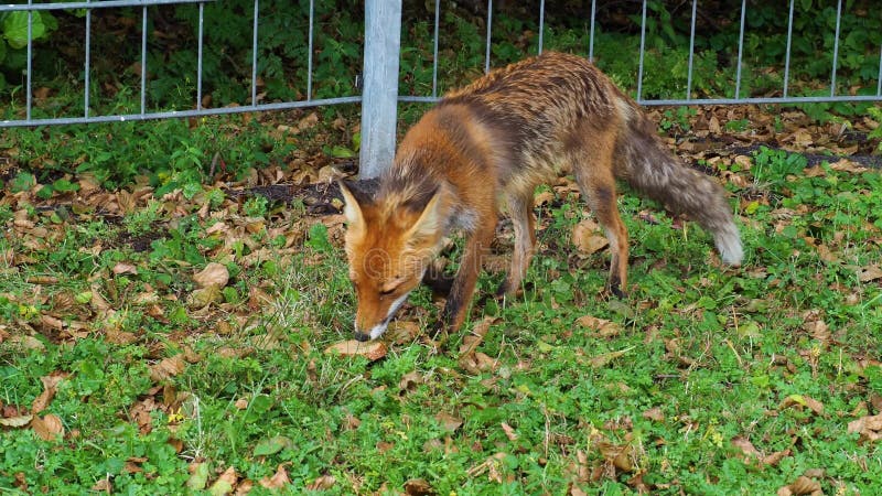Лисица лисицы Red Fox ест зайца она поймала в лесу сток-видео - Видео  насчитывающей кровь, шерсть: 174124473