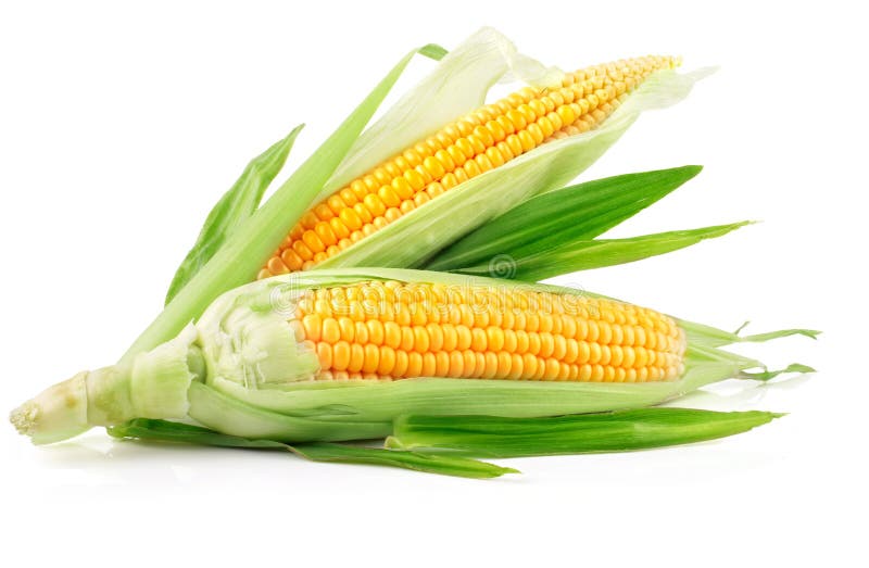 Початок 2. Початок кукурузы с зелеными листьями. Кукуруза Ройалти f1 2гр Агрос. Fresh Corn. Fresh Corn on the COB.