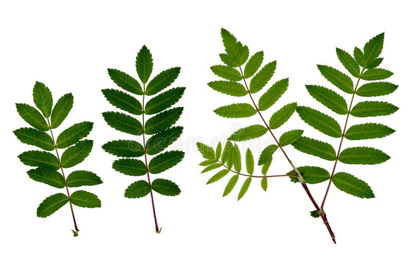 The Leaves of Mountain Ash, Red Ash Stock Image - Image of flora, isolated: 1211