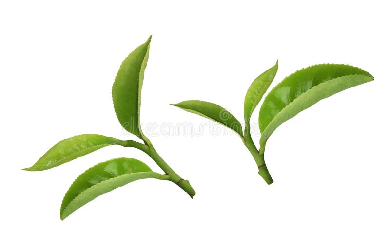 Листья чая