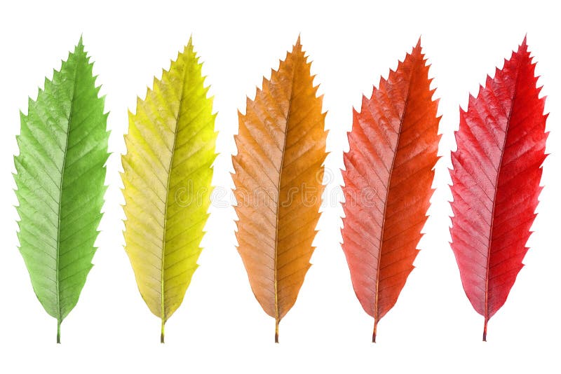 листья colorfull