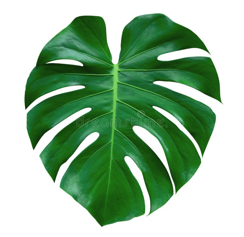 Лист завода Monstera, тропическая вечнозеленая лоза изолированная на белой предпосылке, пути