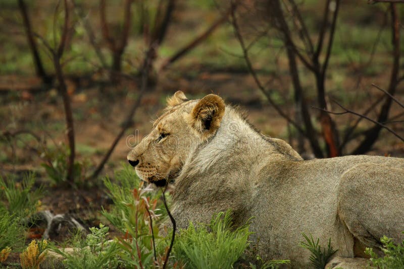 Lioness in the rain. Пантера Лео.