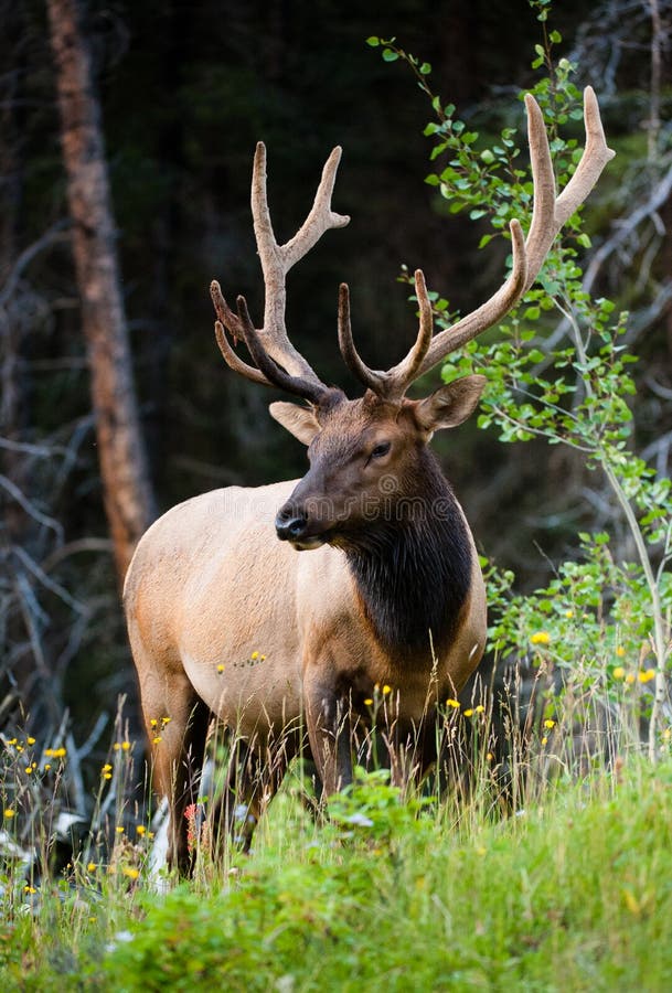 Свет лося. Cervus canadensis. Вапити скалистых. Вапити скалистых гор. Национальный парк Банф животные.