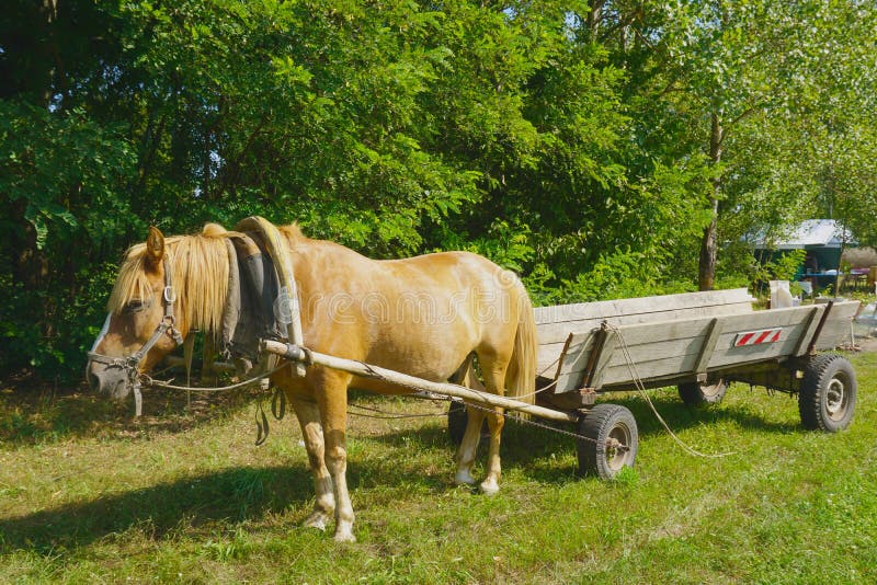 Explore Inis Mór by horse and cart Audley Travel CA