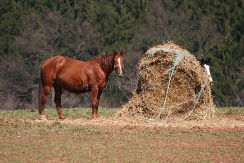 Лошадь сено в день. Фотосессия сено лошадь. Конь с сеном. Сено для лошадей на весь экран. Стойка с лошадями и сено.