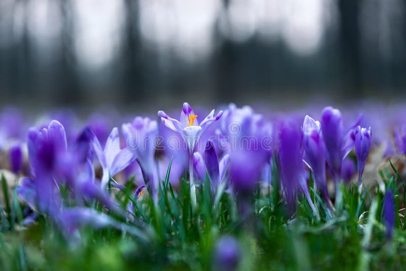 Early Flower видеозаписи