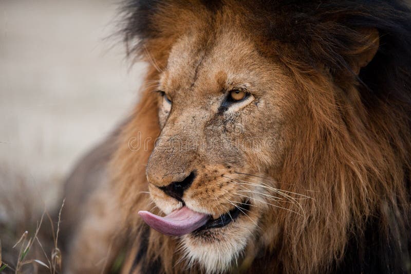 Язык Льва. Язык Льва крупным планом. Lioness tongue. Lion's tongue. Лев сколько кг