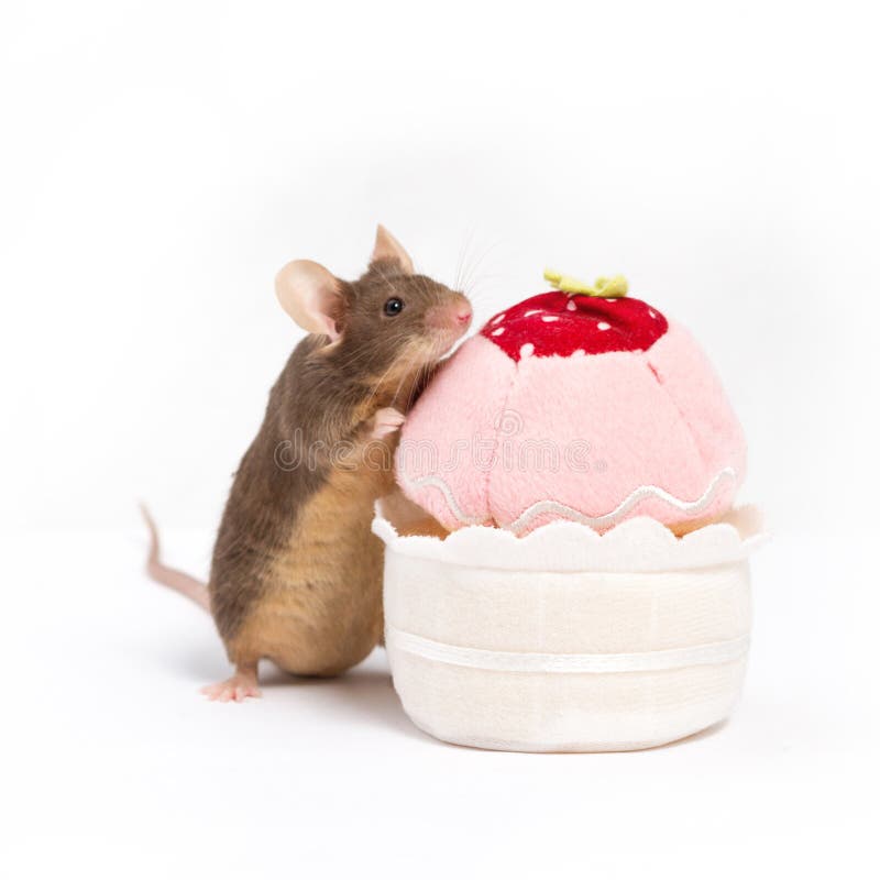 игры с мышкой игрушкой для детей 3-4 лет. игра поймай мышку для детей. поймай мышь маффин. кексы мышки. поймай мышь маффин.