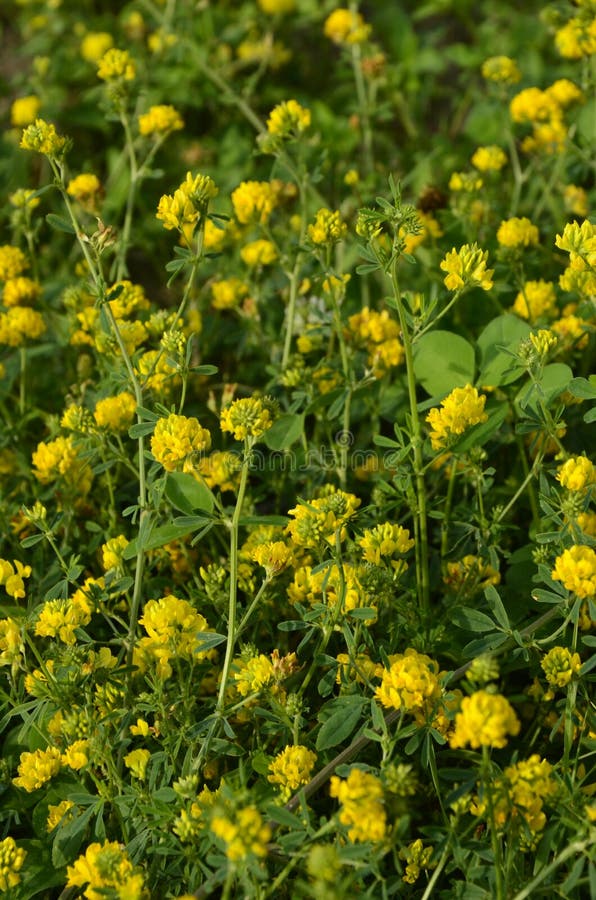 Medicago falcata - Image of an specimen - Plantarium