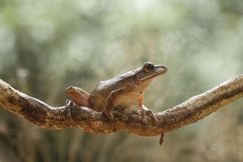 лягушка или жаба в удивительной позе Стоковое Изображение - изображение  насчитывающей пуща, представление: 220914475