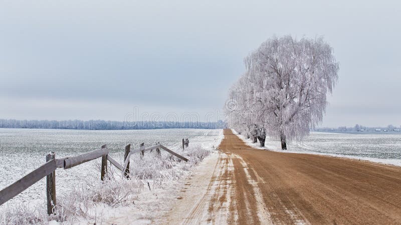 Фото деревня декабрь пасмурно Premium AI Image One of Sheffields winter gardens beautifully captured