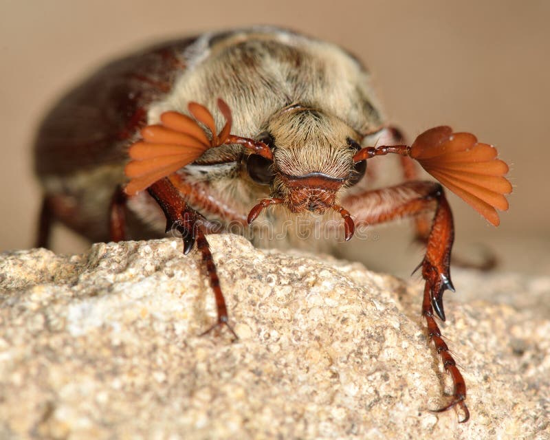Почему я хрущу. Размножение майского жука. Как размножаются майские жуки. Как размножаются майские жуки видео. Structure of the cockchafer.