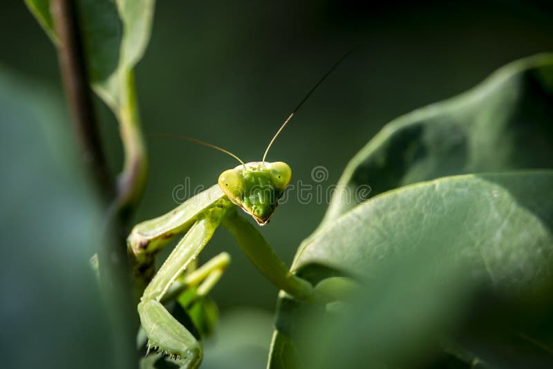 Женщина богомол. Беременный богомол. Albino praying Mantis. Женщина как богомол.