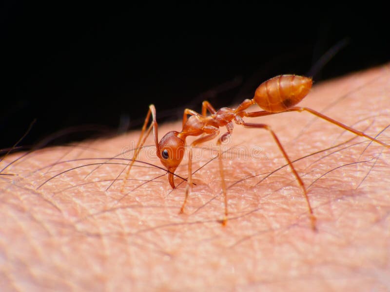 Укусы муравьев как выглядят на человеке 28,707 Green Eyed стоковые фото - бесплатные и стоковые фото RF от Dreamstime - 