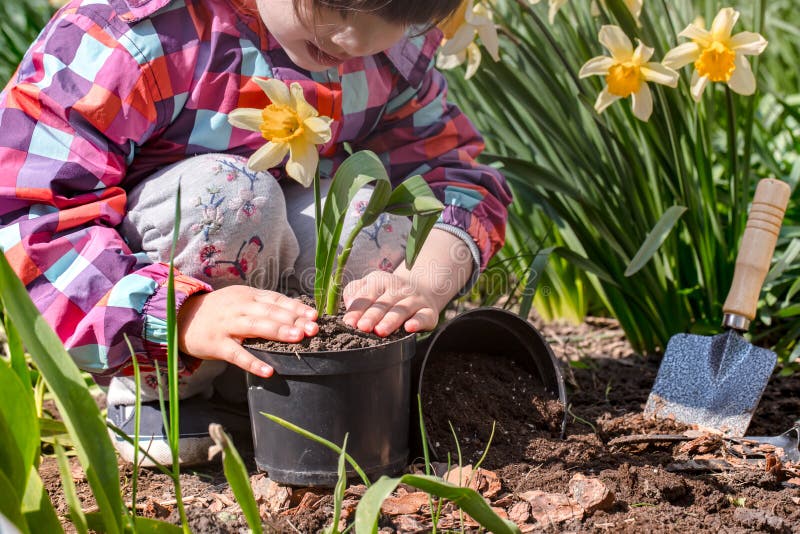 запретили сажать цветы. рассада цветов для клумбы. работа в саду посадка цветов. в нечерноземье выращивают. мак самосейка цветник.