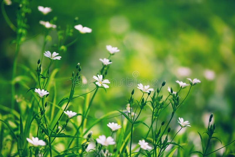 Цветы Белые Мелкие Фото