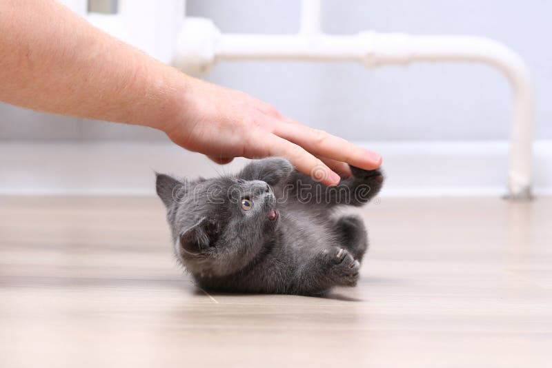 Кот Чешется Фото Кот Чешется Фото