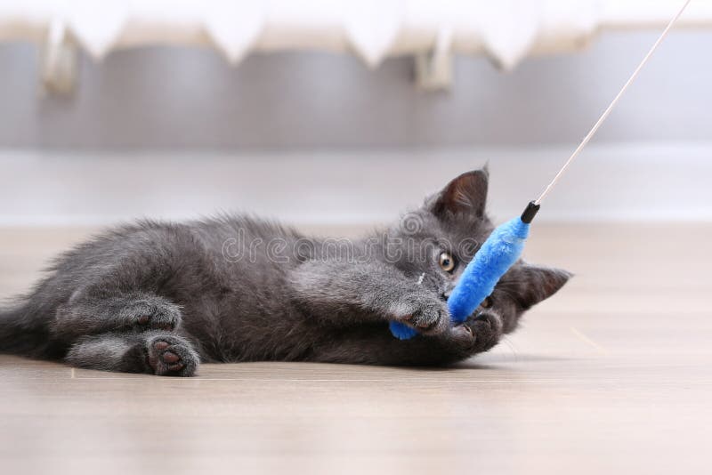 Pictures of the day: 30 January 2015 Animal Kittens cutest, Kittens, Cute little