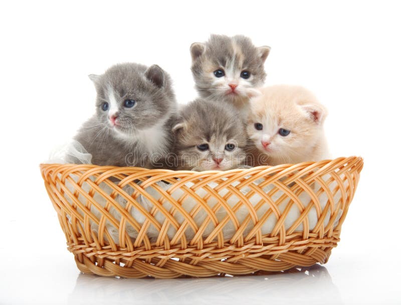 Слово 4 котенка. Четыре котенка. Котята в корзине. Котики в корзинке. Корзинка для кошки.