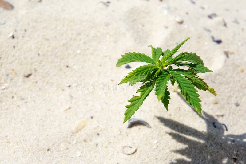 марихуана пляж