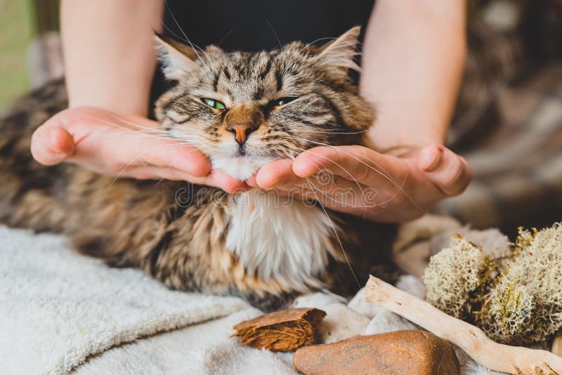 Массаж инструмент для головы котика