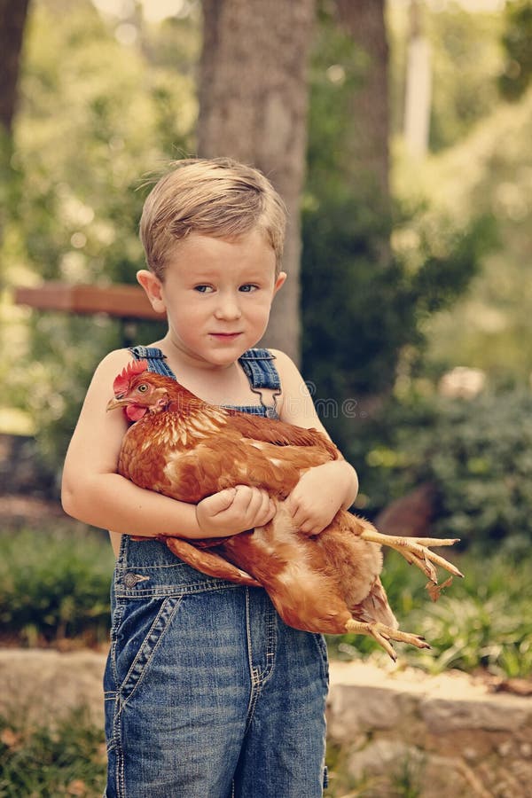Мальчик и петух. Девочка и держит курочку. Человек держит курицу в руках. Девочка держит петуха. Мальчик держит курицу.