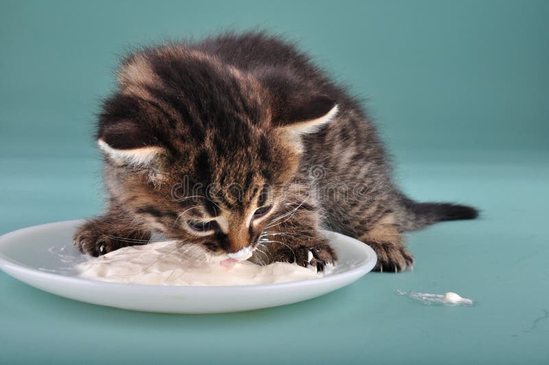 Котам можно кашу. Котенок кушает. Полосатый котенок ест. Котенок ест кашу. Коты едят кашу.