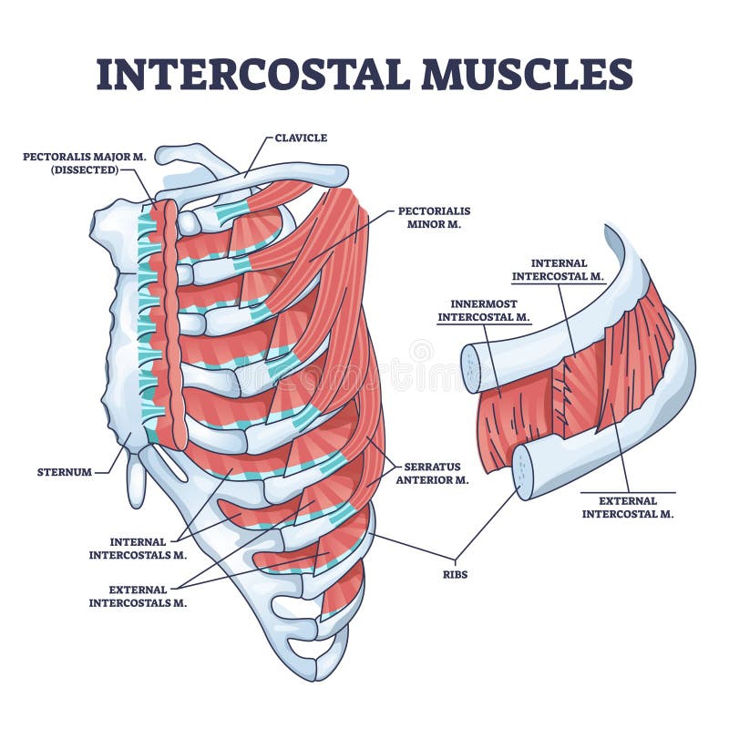 Наружные и внутренние межреберные мышцы. Внутренние межреберные мышцы. Мышцы на ребрах. Наружные косые межреберные мышцы.