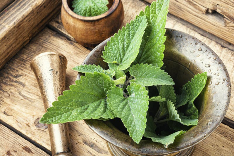 برای دفع سنگ کیسه صفرا چه بخوریم؟ - 1 - دفع سنگ کیسه صفرا - بیماری و درمان